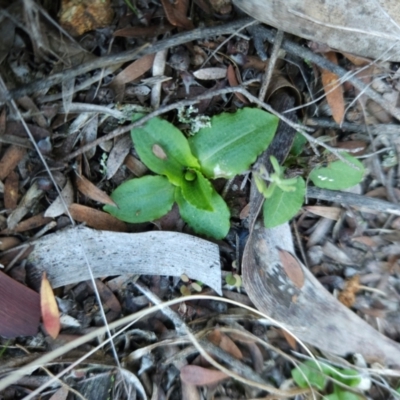 Pterostylis sp. (A Greenhood) at Uriarra Village, ACT - 20 May 2024 by BethanyDunne