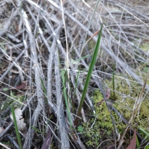 Thelymitra sp. at Uriarra Village, ACT - suppressed