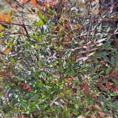 Nandina domestica (Sacred Bamboo) at Mount Ainslie - 20 May 2024 by abread111