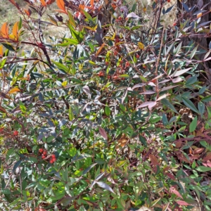 Nandina domestica at Mount Ainslie - 20 May 2024 02:13 PM