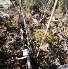 Thelymitra (Genus) (Sun Orchid) at Cotter Reserve - 20 May 2024 by BethanyDunne