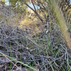 Microtis sp. (Onion Orchid) at Uriarra Village, ACT - 20 May 2024 by BethanyDunne