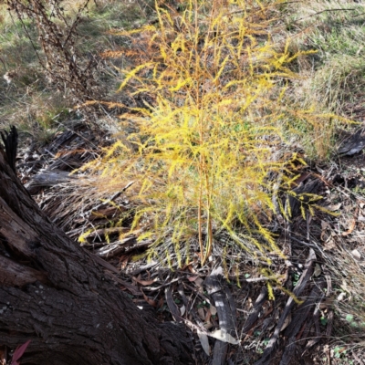 Asparagus officinalis (Asparagus) at Mount Ainslie - 20 May 2024 by abread111