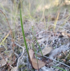 Thelymitra sp. at Uriarra Village, ACT - 20 May 2024 by BethanyDunne