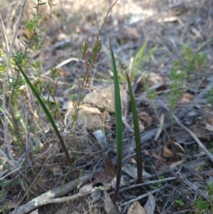 Thelymitra sp. at Cotter Reserve - suppressed