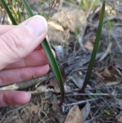 Thelymitra sp. at Cotter Reserve - 20 May 2024