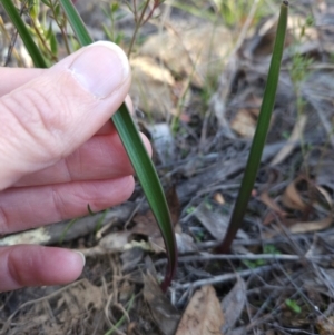 Thelymitra sp. at Cotter Reserve - suppressed