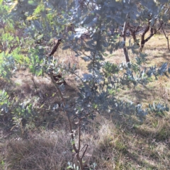 Acacia baileyana at Mount Ainslie - 20 May 2024 by abread111