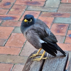 Acridotheres tristis at Kambah, ACT - 20 May 2024 by MatthewFrawley