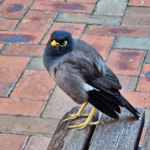 Acridotheres tristis at Kambah, ACT - 20 May 2024