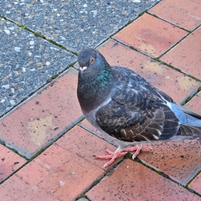 Columba livia (Rock Dove (Feral Pigeon)) at Kambah, ACT - 20 May 2024 by MatthewFrawley