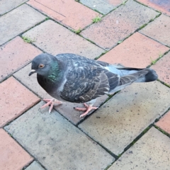 Columba livia at Kambah, ACT - 20 May 2024