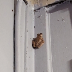 Unidentified Frog at Kununurra, WA - 20 May 2024 by RobynHall