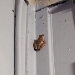 Unverified Frog at Kununurra, WA - 20 May 2024 by RobynHall