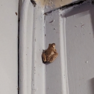 Unidentified Frog at Kununurra, WA by RobynHall