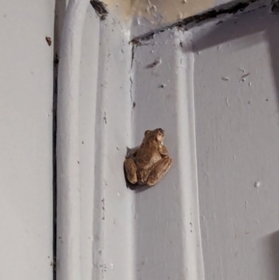 Unidentified Frog at suppressed - 20 May 2024 by RobynHall