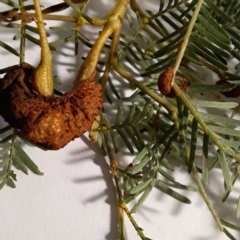 Uromycladium (genus) (A gall forming rust fungus) at Mount Ainslie - 20 May 2024 by abread111