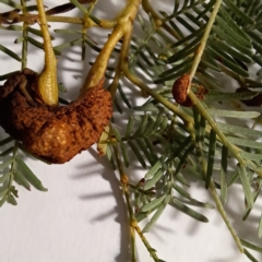 Uromycladium sp. (A gall forming rust fungus) at Hackett, ACT - 20 May 2024 by abread111