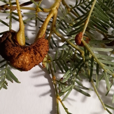 Uromycladium sp. (A gall forming rust fungus) at Hackett, ACT - 20 May 2024 by abread111