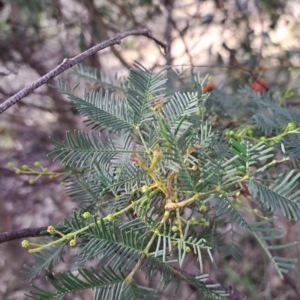 Uromycladium sp. at Mount Ainslie - 20 May 2024