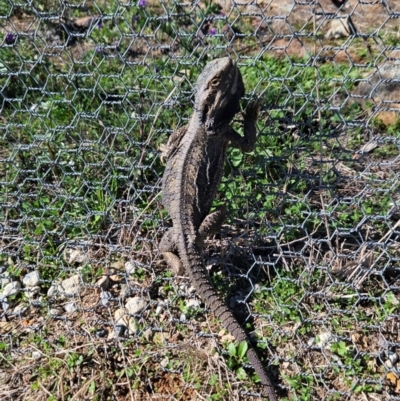 Pogona barbata (Eastern Bearded Dragon) at Goorooyarroo NR (ACT) - 13 May 2024 by ChrisHolder