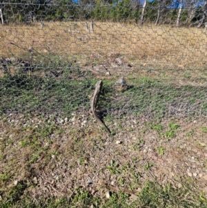 Pogona barbata at Goorooyarroo NR (ACT) - suppressed