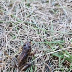 Unidentified Frog at Goorooyarroo NR (ACT) - 11 Apr 2024 by ChrisHolder