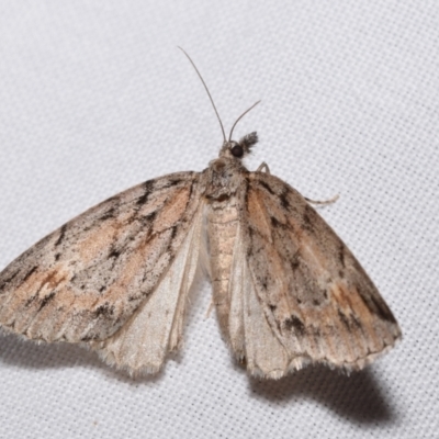 Mictodoca toxeuta (Long-nosed Geometrid) at QPRC LGA - 20 May 2024 by DianneClarke