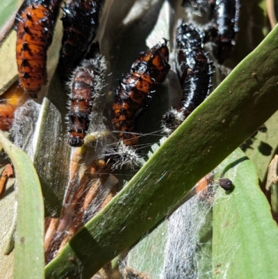 Delias harpalyce (Imperial Jezebel) at Tidbinbilla Nature Reserve - 21 May 2024 by HelenCross