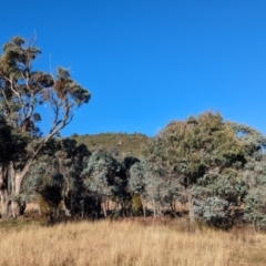 Delias harpalyce at Tidbinbilla Nature Reserve - 21 May 2024 08:32 AM