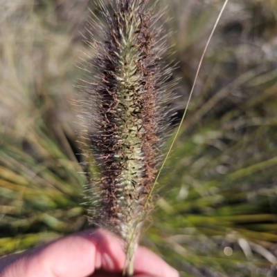 Cenchrus purpurascens (Swamp Foxtail) at Kingston, ACT - 21 May 2024 by CapitalReptileSpecialists