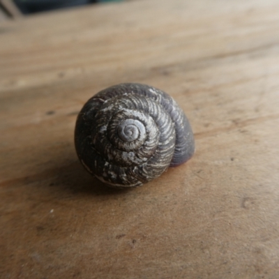 Pommerhelix mastersi (Merimbula Woodland Snail) at Charleys Forest, NSW - 20 May 2024 by arjay