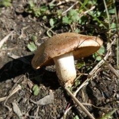 Unidentified Cap on a stem; gills below cap [mushrooms or mushroom-like] at Charleys Forest, NSW - 20 May 2024 by arjay