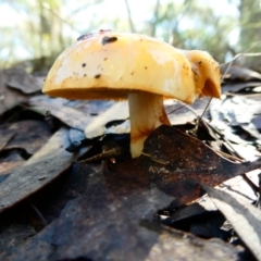 Cortinarius sinapicolor (Slimy Yellow Cortinar) at Charleys Forest, NSW - 15 May 2024 by arjay