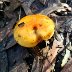 Cortinarius sinapicolor at QPRC LGA - suppressed