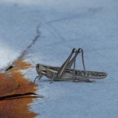 Austracris guttulosa (Spur-throated Locust) at suppressed - 15 May 2024 by arjay