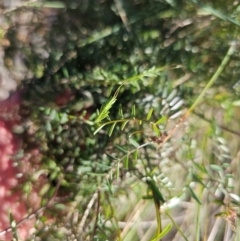 Vicia sp. (A Vetch) at Jerrabomberra Wetlands - 21 May 2024 by CapitalReptileSpecialists