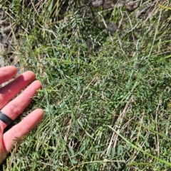 Vicia sp. at Jerrabomberra Wetlands - 21 May 2024 10:13 AM