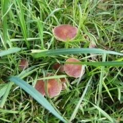 Unidentified Cap on a stem; gills below cap [mushrooms or mushroom-like] at suppressed - 13 May 2024 by arjay