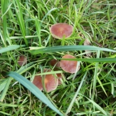 Unidentified Cap on a stem; gills below cap [mushrooms or mushroom-like] at Charleys Forest, NSW - 13 May 2024 by arjay