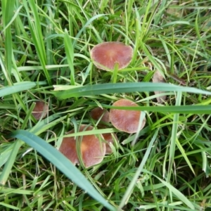 Unidentified Cap on a stem; gills below cap [mushrooms or mushroom-like] at Charleys Forest, NSW by arjay