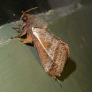 Oxycanus australis at QPRC LGA - 11 May 2024