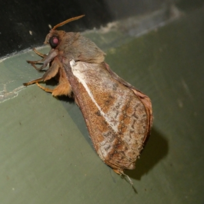 Oxycanus australis (Southern Oxycanus) at Charleys Forest, NSW - 11 May 2024 by arjay