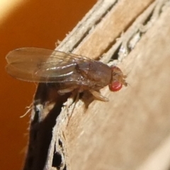 Lauxaniidae (family) (Unidentified lauxaniid fly) at QPRC LGA - 18 May 2024 by arjay
