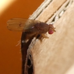 Lauxaniidae (family) at QPRC LGA - 18 May 2024