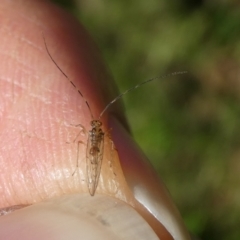 Unidentified Insect at Charleys Forest, NSW - 14 May 2024 by arjay