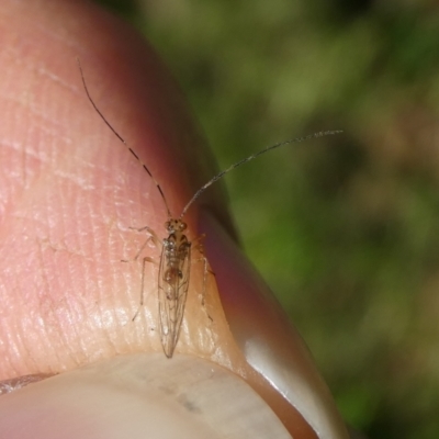 Psocodea 'Psocoptera' sp. (order) (Unidentified plant louse) at Charleys Forest, NSW - 14 May 2024 by arjay