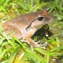 Litoria lesueuri (Lesueur's Tree-frog) at Mongarlowe River - 11 May 2024 by arjay