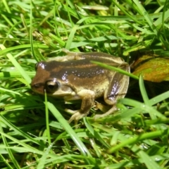 Litoria verreauxii verreauxii (Whistling Tree-frog) at Mongarlowe River - 11 May 2024 by arjay