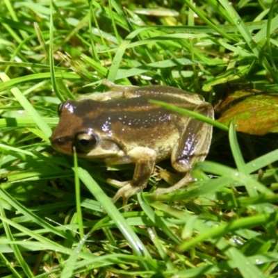 Litoria verreauxii verreauxii (Whistling Tree-frog) at QPRC LGA - 11 May 2024 by arjay